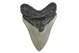 Serrated, Fossil Megalodon Tooth - North Carolina #379149