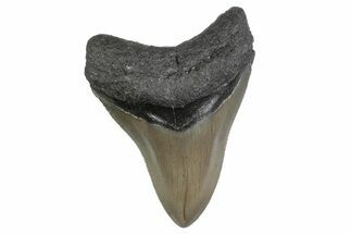 Fossil Megalodon Tooth - North Carolina #379160
