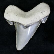 Gorgeous Auriculatus Tooth - South Carolina #20018