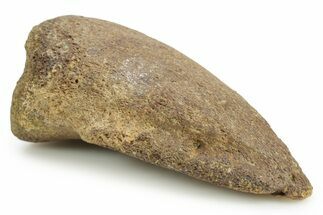 Dinosaur (Pachycephalosaurus) Toe Ungual (Claw) - South Dakota #382468