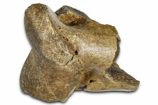 Fossil Tyrannosaur (T rex) Partial Toe Bone - Wyoming #382555
