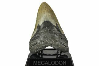 Fossil Megalodon Tooth - North Carolina #382592