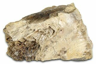 Fossil Tyrannosaur (T rex) Bone Section - Wyoming #382643