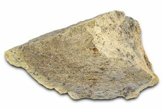 Fossil Tyrannosaur (T rex) Bone Section - Wyoming #382659
