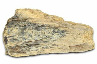 Fossil Tyrannosaur (T rex) Bone Section - Wyoming #382669