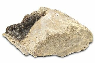 Fossil Tyrannosaur (T rex) Bone Section - Wyoming #382672