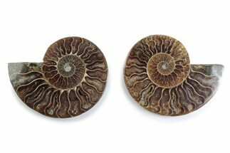 Cut & Polished Ammonite Fossil - Madagascar #377553
