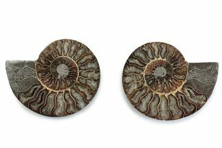 Cut & Polished Ammonite Fossil - Madagascar #377555