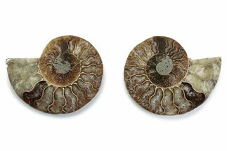 Cut & Polished Ammonite Fossil - Madagascar #377573