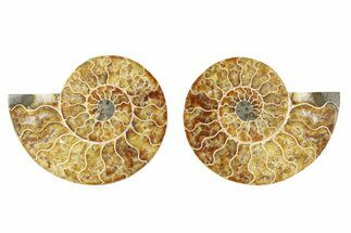 Cut & Polished Ammonite Fossil - Madagascar #379069