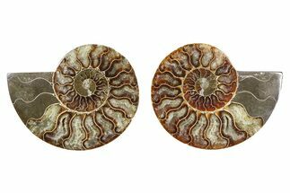 Cut & Polished Ammonite Fossil - Madagascar #379073