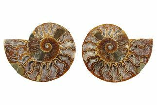 Cut & Polished Ammonite Fossil - Deep Crystal Pockets #379076