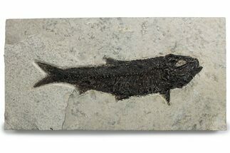 Detailed Fossil Fish (Knightia) - Large For Species #382763