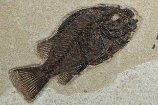 Detailed Fossil Fish (Cockerellites) - Wyoming #382770