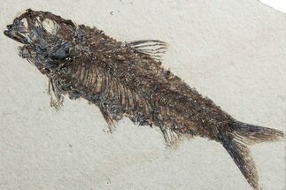 Detailed Fossil Fish (Knightia) - Wyoming #382771