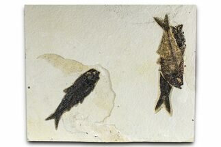 Plate of Three Fossil Fish (Diplomystus & Knightia) - Wyoming #382781