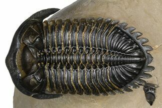 Ventrally-Prepared Hollardops Trilobite - Foum Zguid, Morocco #382847