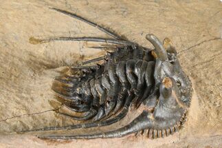Kettneraspis Trilobite With Long Occipital Spine- Lghaft, Morocco #382852