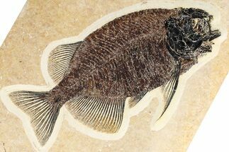 Exquisetly Detailed Fish Fossil (Phareodus) - Wyoming #382867