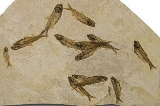 Fossil Fish (Knightia) Mortality Plate - Wyoming #383035
