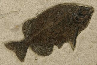 Gorgeous, Predatory Fish Fossil (Phareodus) - Wyoming #383064