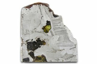 Seymchan Pallasite Meteorite Slice ( g) - Russia #382894