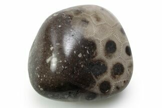 Polished Petoskey Stone (Fossil Coral) - Michigan #383081