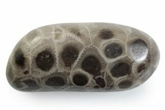 Polished Petoskey Stone (Fossil Coral) - Michigan #383090