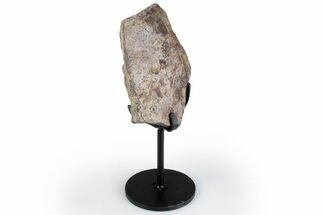 Fossil Theropod Rib Section w/ Metal Stand - Colorado #383244