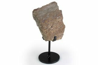 Fossil Sauropod Limb Bone Section with Metal Stand - Colorado #383247
