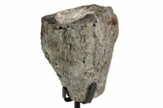 Fossil Theropod Metatarsal Section w/ Metal Stand - Colorado #383257