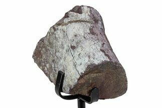 Fossil Sauropod Rib Section with Metal Stand - Colorado #383259
