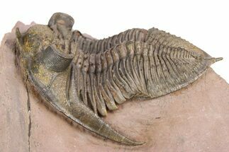 Spiny Zlichovaspis Trilobite - Lghaft, Morocco #383225