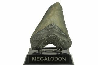 Serrated, Fossil Megalodon Tooth - North Carolina #382606