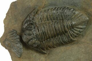 Lichid (Lichas Marocanus) Trilobite - Jbel Bou Degane, Morocco #382684