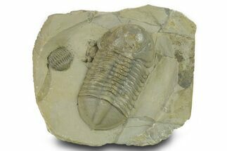 Beautiful Struveaspis Trilobite Fossil - Jorf, Morocco #382685