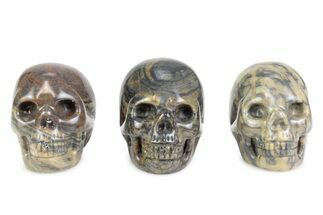 Polished Columnar Stromatolite Skulls #383355