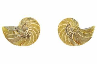 Cut & Polished Nautilus Fossils - to / Size #383373