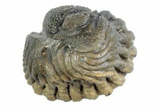 Wide, Bumpy Enrolled Morocops Trilobite - Morocco #383417