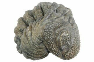 Wide, Bumpy Enrolled Morocops Trilobite - Morocco #383423