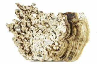 Swirling Polished Chocolate Calcite Slab - Pakistan #383376