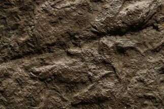 Shale with Dinosaur (Grallator) Footprints - Massachusetts #383426