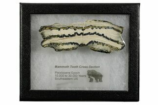 Mammoth Molar Slice With Case - South Carolina #377848