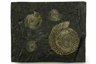 Fossil Ammonite (Dactylioceras) Cluster - Posidonia Shale, Germany #378186