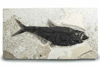 Detailed Fossil Fish (Diplomystus) - Wyoming #382834