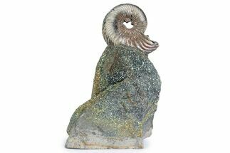 Iridescent Pyritized Ammonite (Quenstedticeras) Fossil Display #383616
