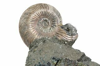 Iridescent Pyritized Ammonite (Quenstedticeras) Fossil Display #383624
