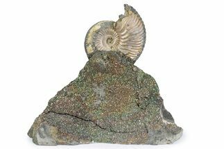Iridescent Pyritized Ammonite (Quenstedticeras) Fossil Display #383626