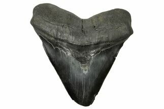Serrated, Fossil Megalodon Tooth - South Carolina #383643