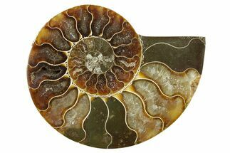 Cut & Polished Ammonite Fossil (Half) - Madagascar #377728